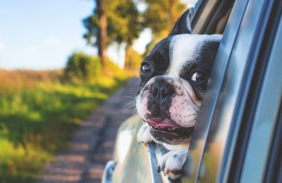 Cani in auto: le regole del Codice della Strada