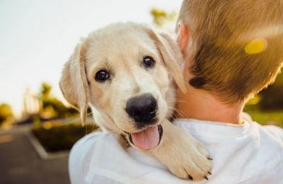 Quanto costa adottare un cane del canile?