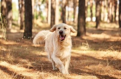 Adottare un cane: consigli e checklist per prendere un cane